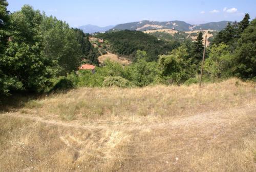 SONY DSC