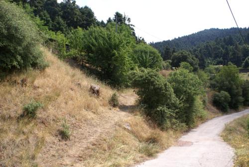 SONY DSC