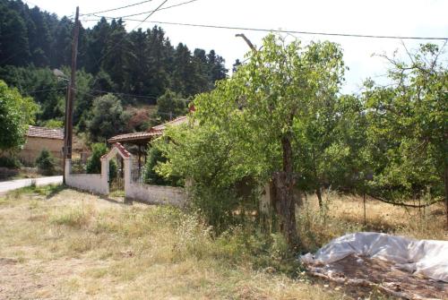 SONY DSC