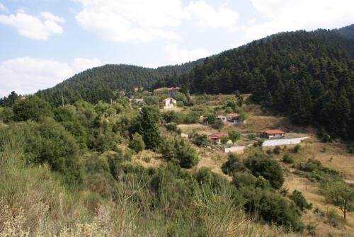 SONY DSC