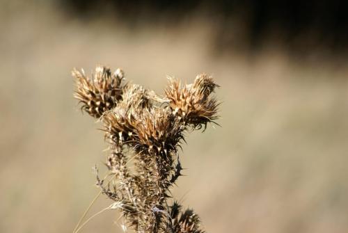 SONY DSC