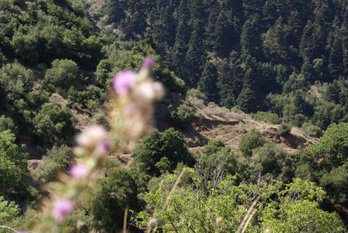 SONY DSC