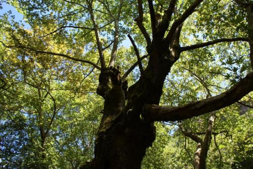 SONY DSC